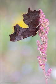 C-Falter (Polygonia c-album) 06