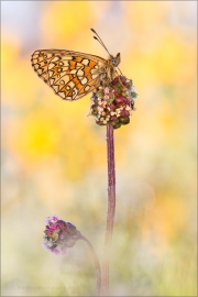 Randring-Perlmutterfalter (Boloria eunomia) 05