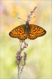 Randring-Perlmutterfalter (Boloria eunomia) 06