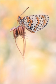 Roter Scheckenfalter 07 (Melitaea didyma)