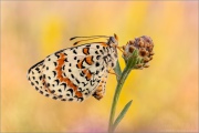 Roter Scheckenfalter (Melitaea didyma) 28