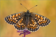 Westlicher Scheckenfalter 08 (Melitaea parthenoides)