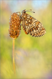 Ehrenpreis-Scheckenfalter (Melitaea aurelia) 13