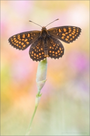 Östlicher Scheckenfalter (Melitaea britomartis) 02