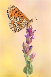 Leinkraut-Scheckenfalter (Melitaea deione) 04