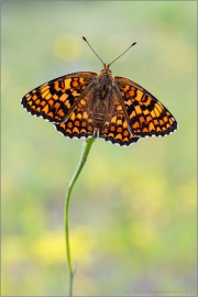Flockenblumen Scheckenfalter (Melitaea phoebe) 17