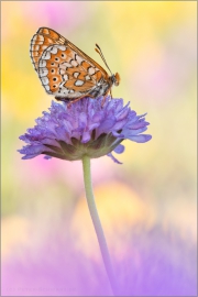 Goldener Scheckenfalter 09 (Euphydryas aurinia)