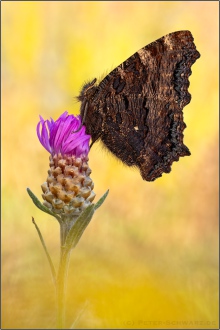 Großer Fuchs (Nymphalis polychloros) 14