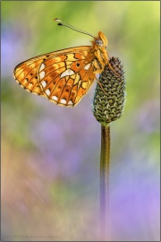 Silberfleck Perlmuttfalter (Boloria euphrosyne) 19