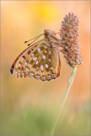 Großer Perlmuttfalter (Speyeria aglaja) 14