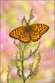 Großer Perlmuttfalter (Speyeria aglaja) 24