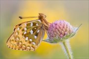 Großer Perlmuttfalter (Speyeria aglaja) 17