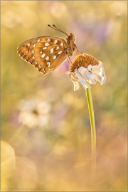 Großer Perlmuttfalter (Speyeria aglaja) 16