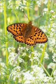 Großer Perlmutterfalter (Speyeria aglaja) 03