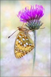 Großer Perlmuttfalter (Speyeria aglaja) 23