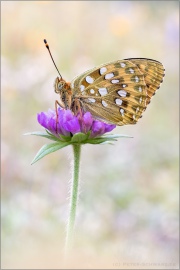 Großer Perlmuttfalter (Speyeria aglaja) 27