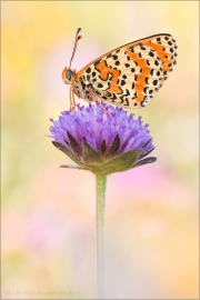 Roter Scheckenfalter (Melitaea didyma) 09