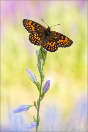 Südwestlicher Wachtelweizen-Scheckenfalter (Melitaea celadussa) 07