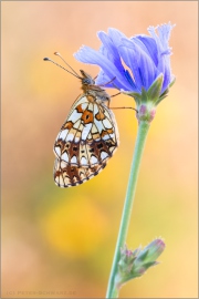 Sumpfwiesen-Perlmuttfalter (Boloria selene) 14