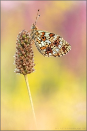 Sumpfwiesen-Perlmuttfalter (Boloria selene) 23