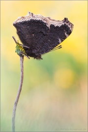 Trauermantel (Nymphalis antiopa) 09