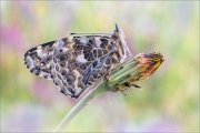 Distelfalter (Vanessa cardui) 14