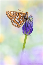 Veilchen-Scheckenfalter (Euphydryas cynthia) 06