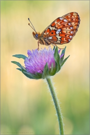 Silberfleck Perlmutterfalter (Boloria euphrosyne) 04