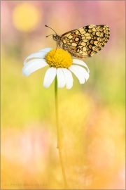 Wachtelweizen-Scheckenfalter 14 (Melitaea athalia)