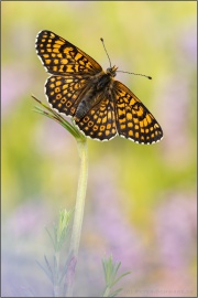 Wegerich-Scheckenfalter (Melitaea cinxia) 23