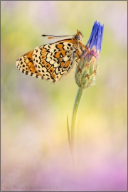 Wegerich-Scheckenfalter (Melitaea cinxia) 24