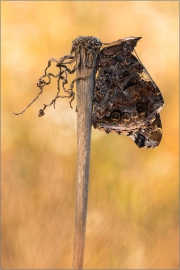 Admiral (Vanessa atalanta) 02