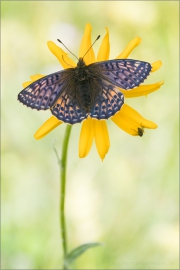 Ähnlicher Perlmutterfalter (Boloria napaea) 02