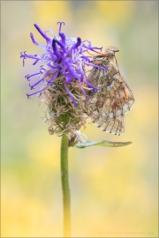 Ähnlicher Perlmutterfalter (Boloria napaea) 05