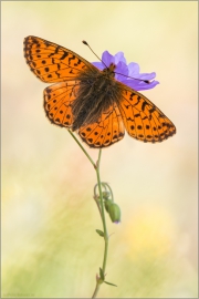 Hochalpen-Perlmutterfalter (Boloria pales) 07