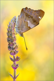 Kleiner Schillerfalter (Apatura ilia) 04