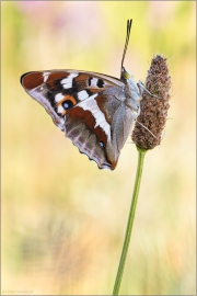 Großer Schillerfalter (Apatura iris) 04