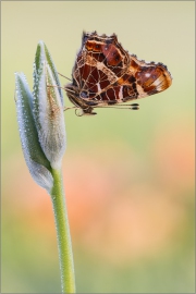 Landkärtchenfalter 03 (Araschnia levana)