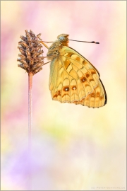 Feuriger Perlmutterfalter (Argynnis adippe) 02