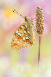 Feuriger Perlmutterfalter (Argynnis adippe) 01