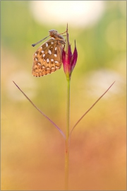 Großer Perlmutterfalter (Argynnis aglaja) 02