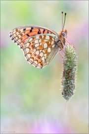 Mittlerer Perlmutterfalter (Argynnis niobe) 05