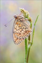 Mittlerer Perlmutterfalter (Argynnis niobe) 03