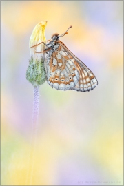 Alpiner Skabiosenscheckenfalter (Euphydryas aurinia debilis) 07