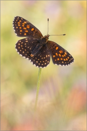 Baldrian-Scheckenfalter (Melitaea diamina) 03