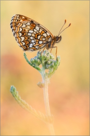 Baldrian-Scheckenfalter (Melitaea diamina) 01