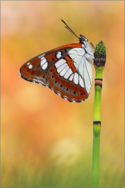 Blauschwarzer Eisvogel (Limenitis reducta) 01