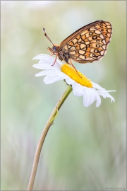 Randring-Perlmutterfalter (Boloria eunomia) 01