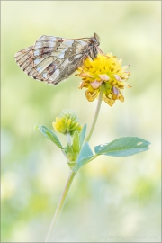 Ähnlicher Perlmutterfalter (Boloria napaea) 01