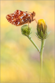 Hochalpen-Perlmutterfalter (Boloria pales) 03